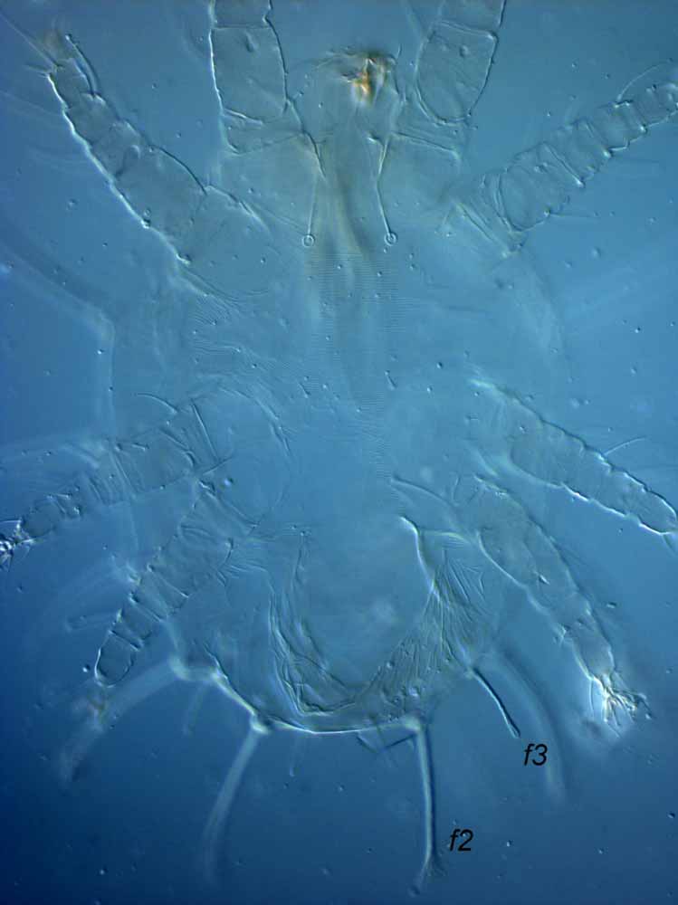            Fig. 5.   Raoiella macfarlanei  female venter (type   slide).   