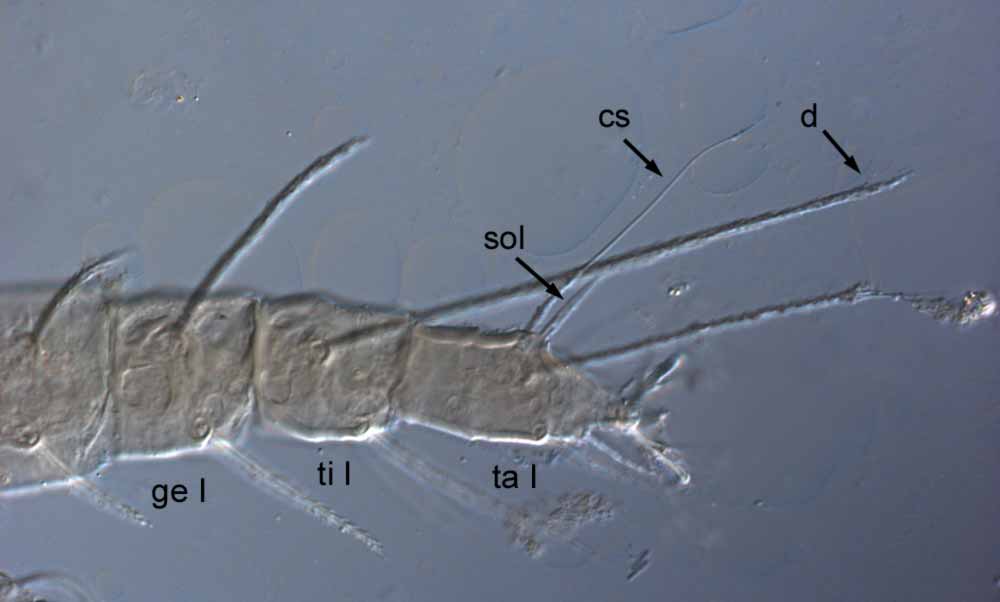            Fig. 6.   Raoiella shimpana  female paratype leg I (sol =   solenidion; cs = companion seta;  d  = dorsal seta on tibia; ge = genu;   ti = tibia; ta = tarsus).   