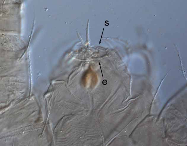            Fig. 8.   Raoiella shimpana  female paratype palp (s =   solenidion; e = eupathidium).   