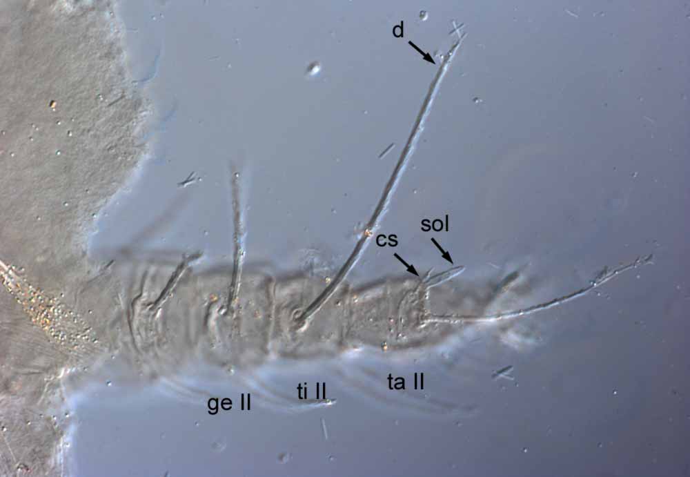            Fig. 7.   Raoiella shimpana  female paratype leg II (sol =   solenidion; cs = companion seta;  d  = dorsal seta on tibia; ge = genu;   ti = tibia; ta = tarsus).   