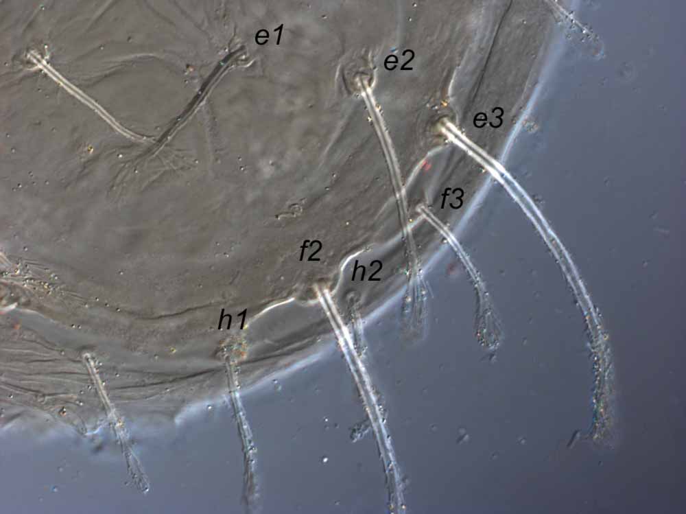            Fig. 4.   Raoiella shimpana  female paratype posterior   dorsum.   
