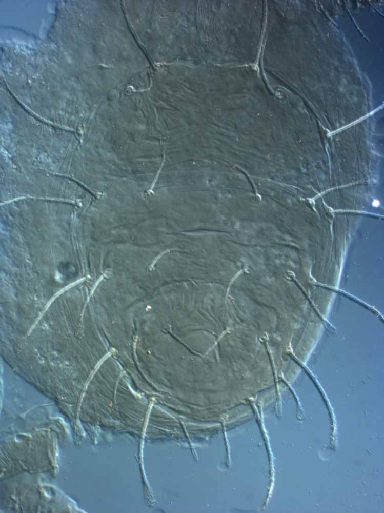            Fig. 1.   Raoiella shimpana  female paratype   dorsum.   