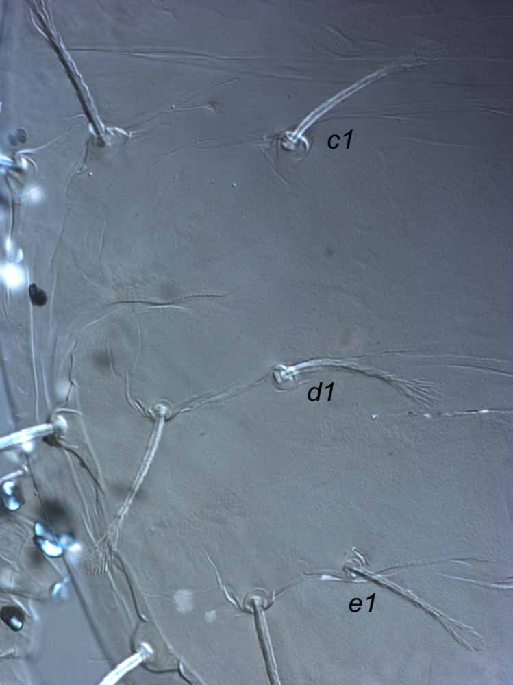  Fig. 1.  Raoiella argenta nbsp;female lateral dorsum. 
