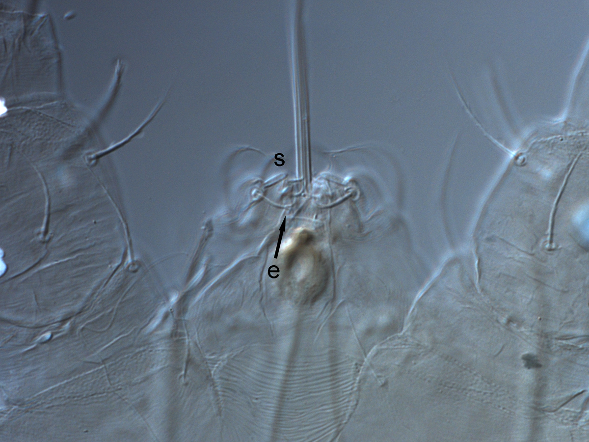  Fig. 7.  Raoiella argenta nbsp;female palps (s = solenidion, e = eupathidium). 
