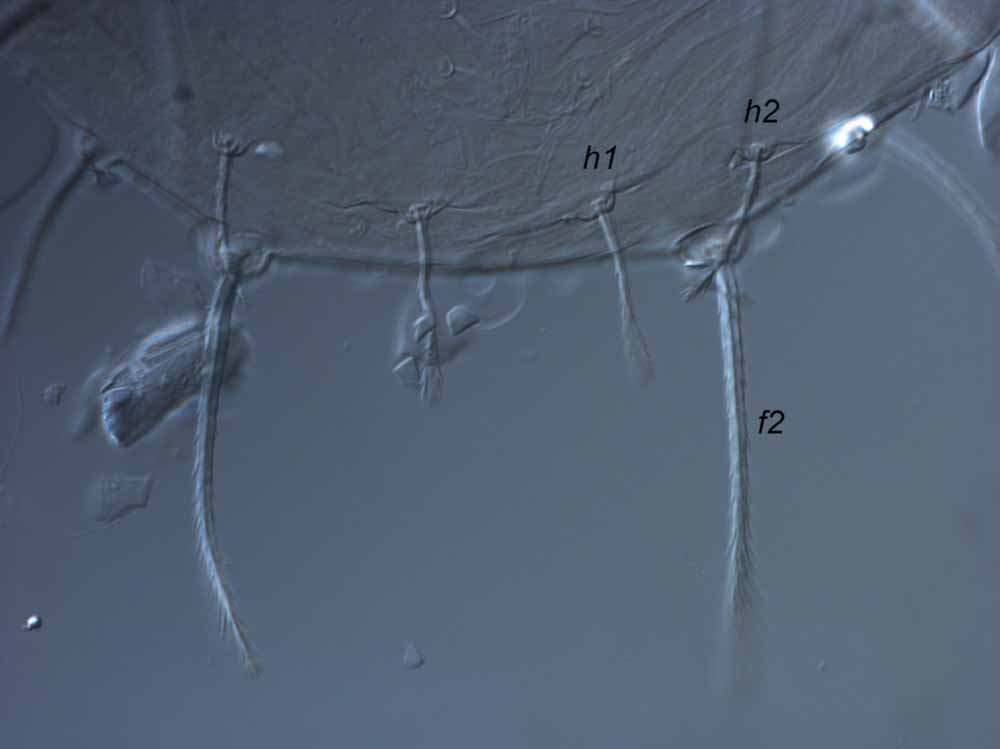  Fig. 2.  Raoiella argenta nbsp;female posterior dorsum. 
