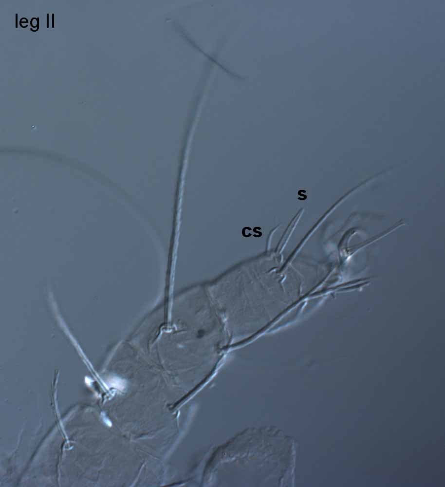  Fig. 6.  Raoiellanbsp;argenta nbsp;female leg II (s = solenidion; cs = companion seta). 
