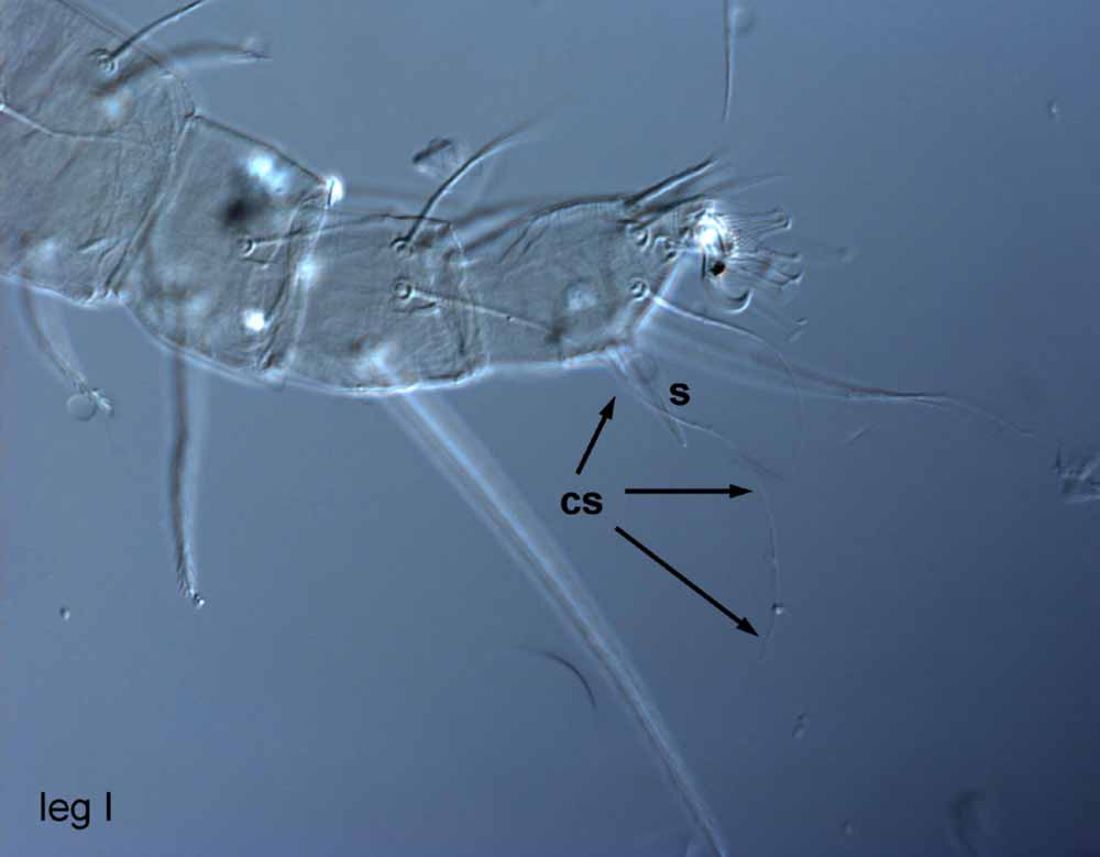  Fig. 5.  Raoiella argenta nbsp;female leg I (s = solenidion; cs = companion seta). 
