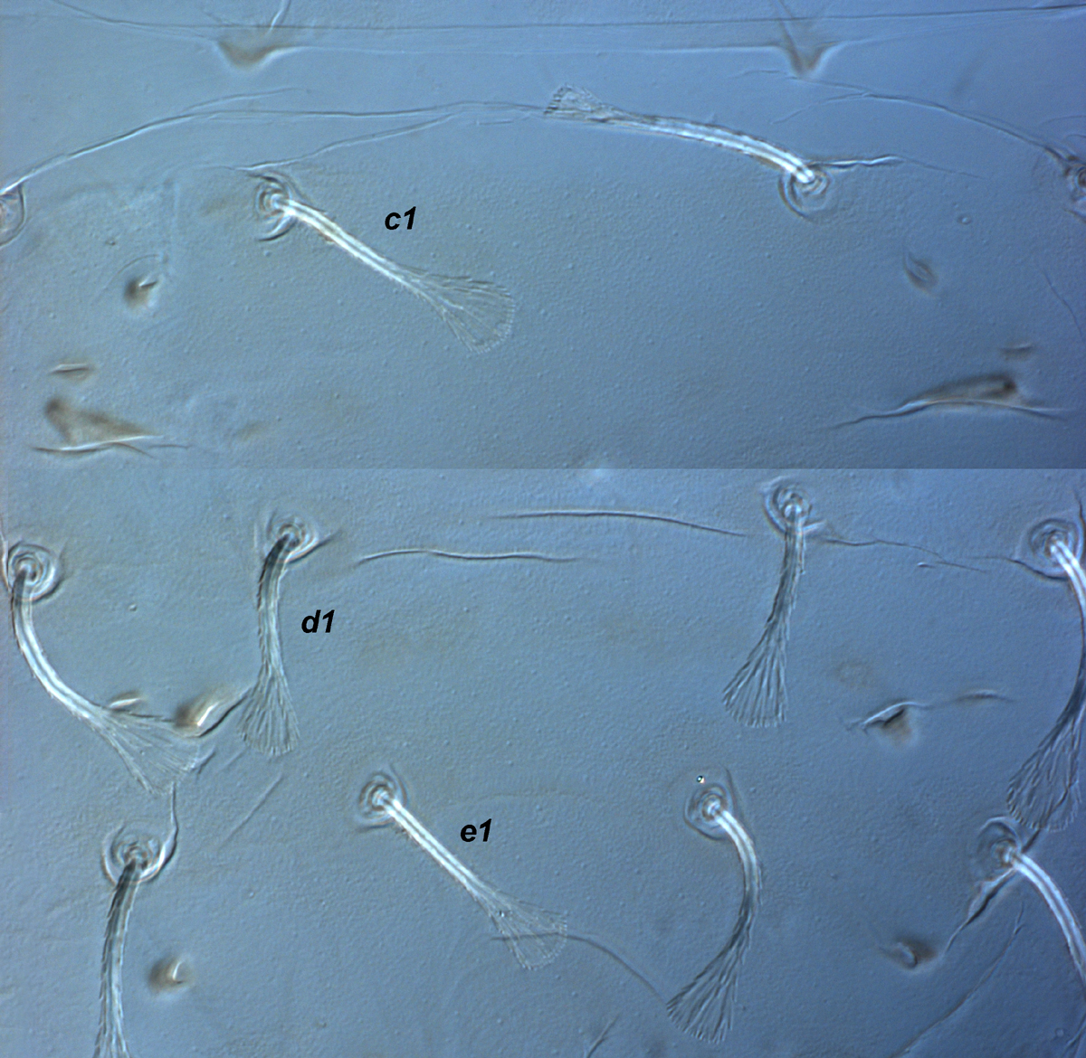  Fig. 3.  Raoiella calgoa nbsp;adult female central dorsum. 

