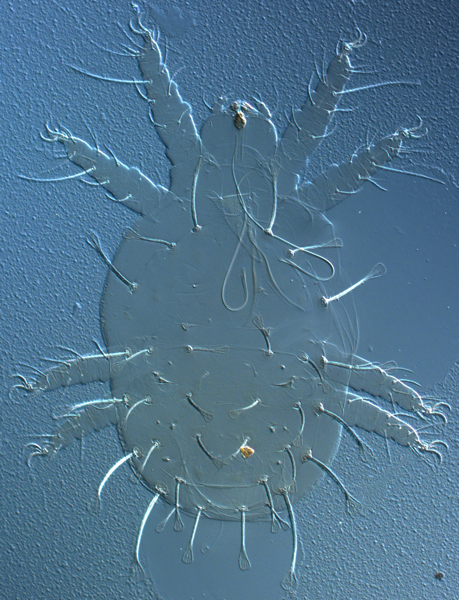  Fig. 1.  Raoiella calgoa nbsp;adult female. 
