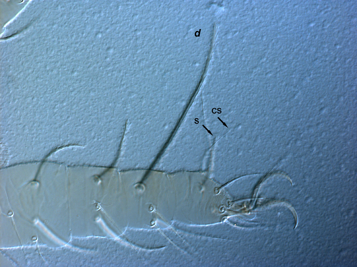  Fig. 5.  Raoiella calgoa nbsp;adult female leg I ( d  = dorsal seta on tibia I, s = solenidion, cs = companion seta). 
