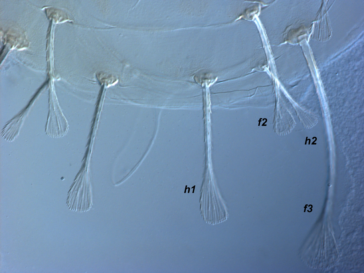  Fig. 4.  Raoiella calgoa nbsp;adult female posterior dorsum. 
