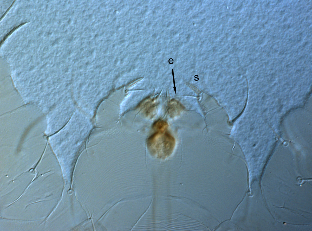  Fig. 9.  Raoiella calgoa nbsp;adult female palps (s = solenidion, e = eupathidium). 
