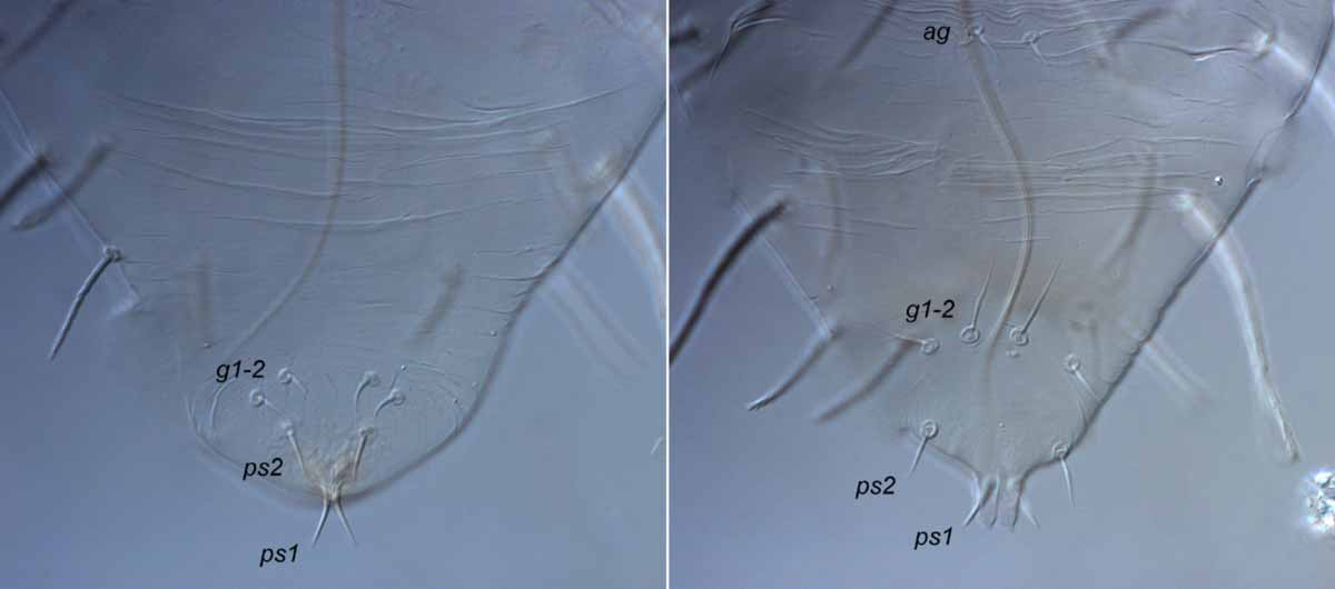            Fig. 12.   Raoiella  spp. male with   modified  ps1  seta.    