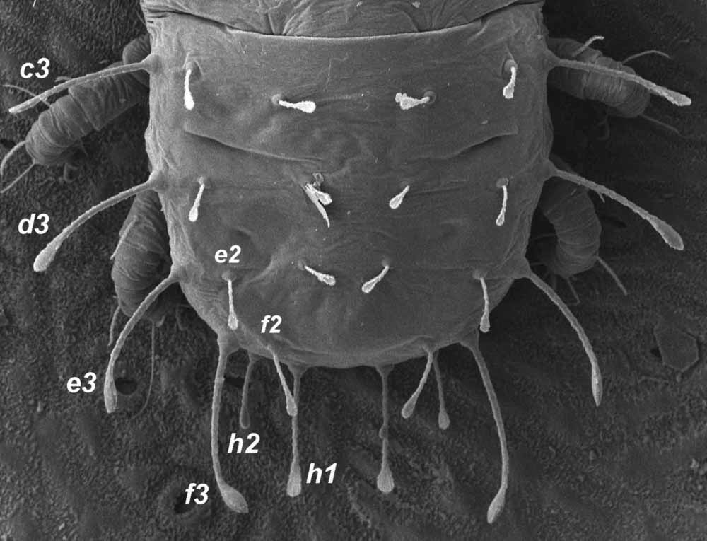  Fig. 2.  Raoiella karri , female dorsal opisthosoma (image: Gary Bauchan, USDA-ARS). 
