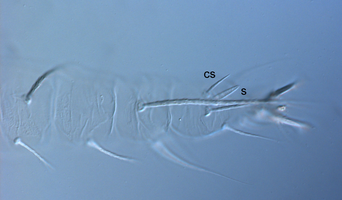            Fig. 7.   Raoiella australica  adult female leg II (cs =   companion seta, s = solenidion).   