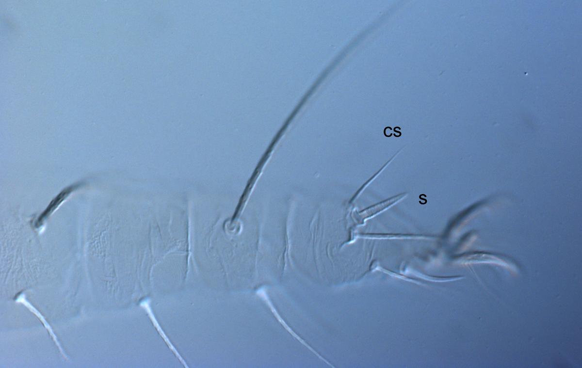            Fig. 6.   Raoiella australica  adult female leg I (cs = companion   seta, s = solenidion).   