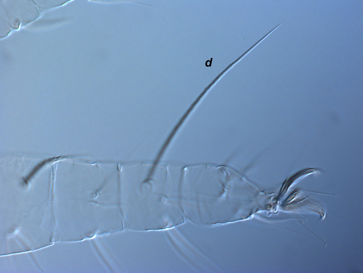            Fig. 9.   Raoiella australica  adult female leg I ( d  =   dorsal seta on tibia).   