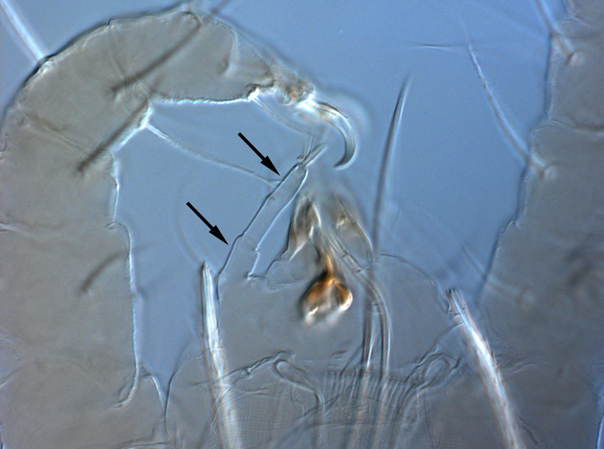  Fig. 9.  Raoiella bauchani nbsp;adult female gnathosoma indicating distinctly elongate palp (arrows). 

