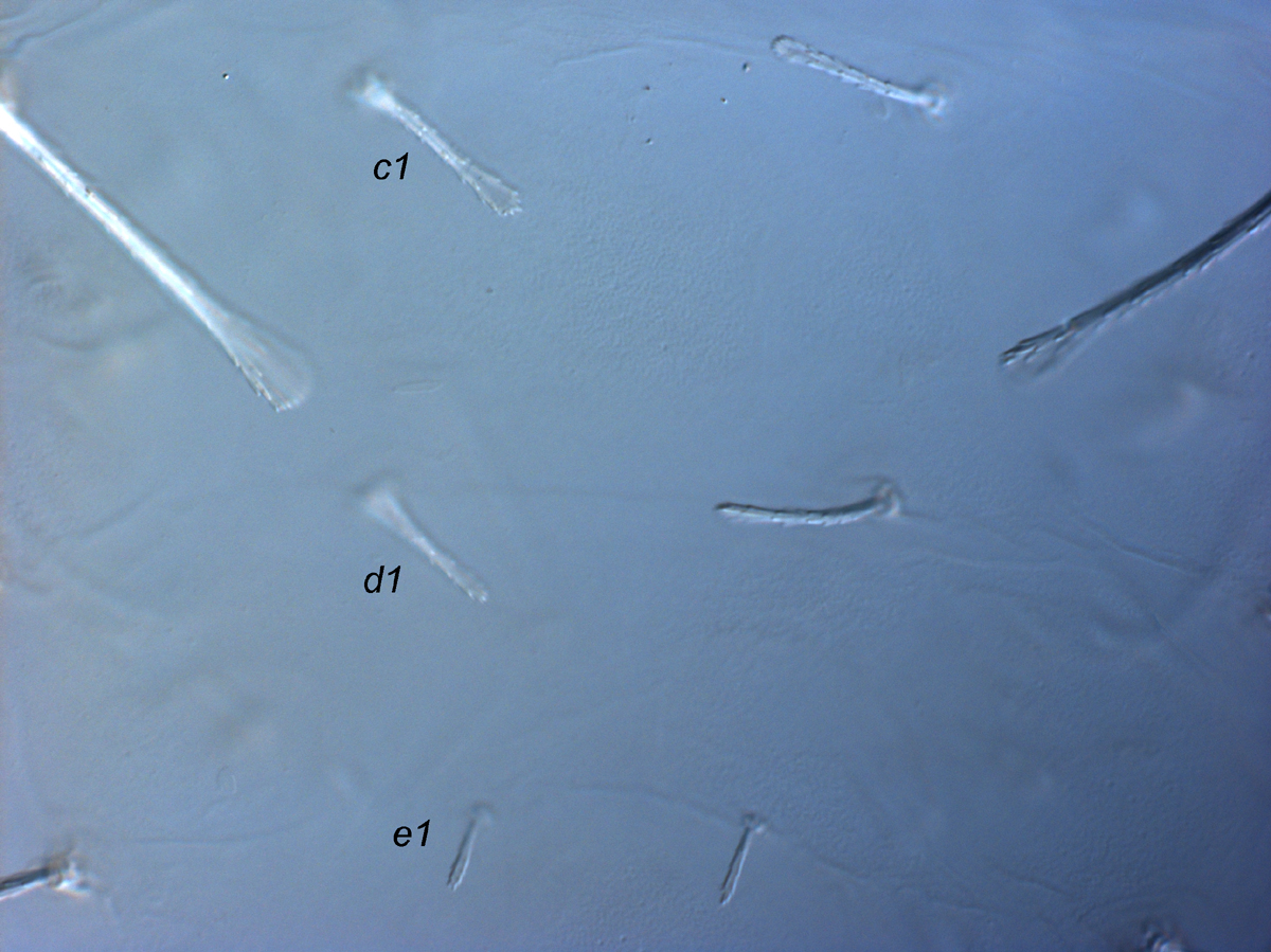  Fig. 3.  Raoiella bauchani nbsp;adult female central dorsum. 
