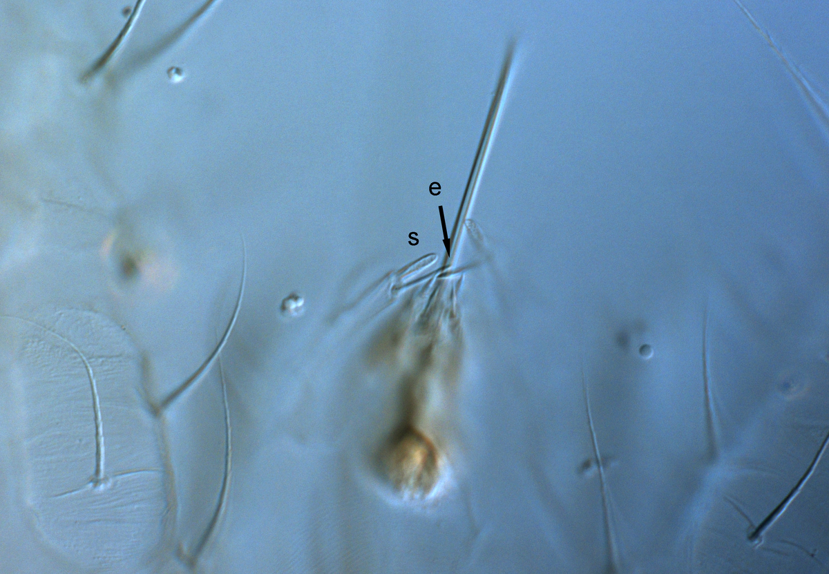  Fig. 7.  Raoiella bauchani nbsp;adult female palps (s = solenidion, e = eupathidium). 
