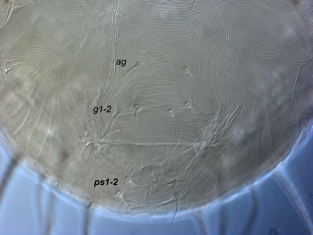  Fig. 10.  Raoiella bauchani nbsp;adult female posterior venter (genital region). 

