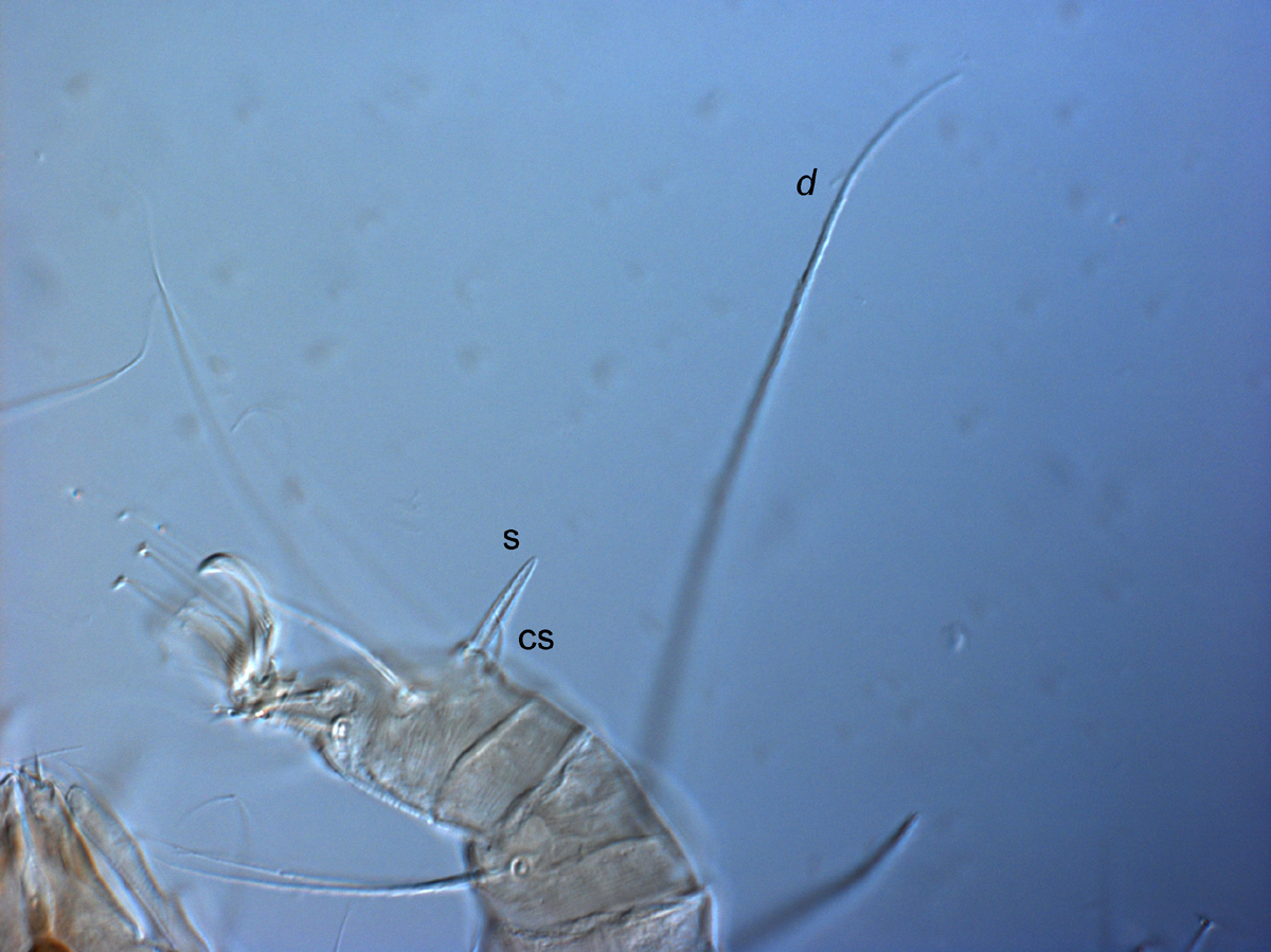  Fig. 5.  Raoiella bauchani  adult female leg I ( d  = dorsal seta on tibia I, s = solenidion, cs = companion seta). 
