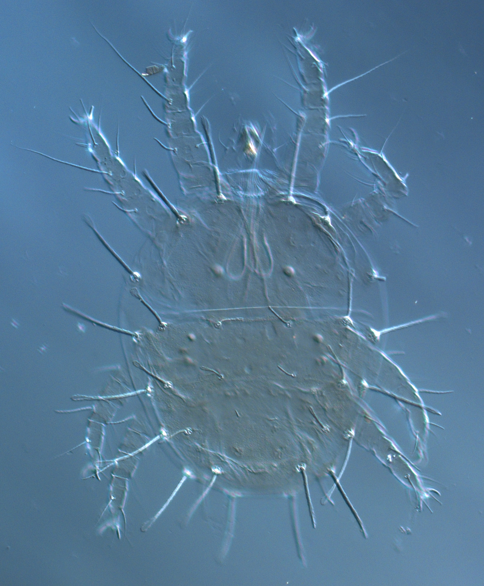  Fig. 1.  Raoiella bauchani nbsp;adult female dorsum. 
