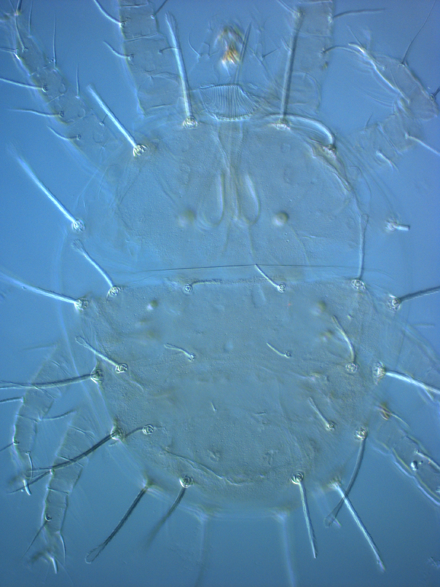 Fig. 2.  Raoiella bauchani nbsp;adult female dorsum. 
