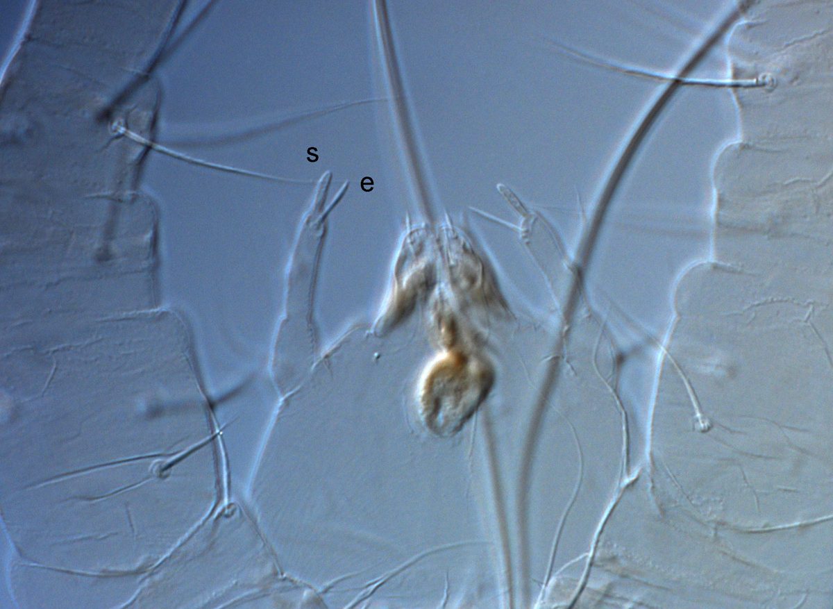  Fig. 8.  Raoiella bauchani nbsp;adult male palps (s = solenidion, e = eupathidium). 
