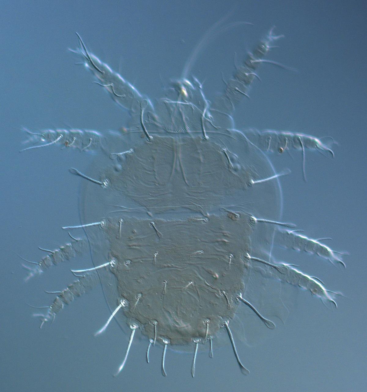  Fig. 1.  Raoiella crebra nbsp;adult female dorsum. 
