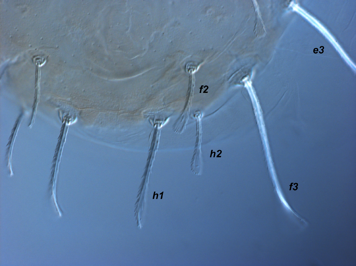  Fig. 5.  Raoiella crebra nbsp;adult female, posterior dorsum. 
