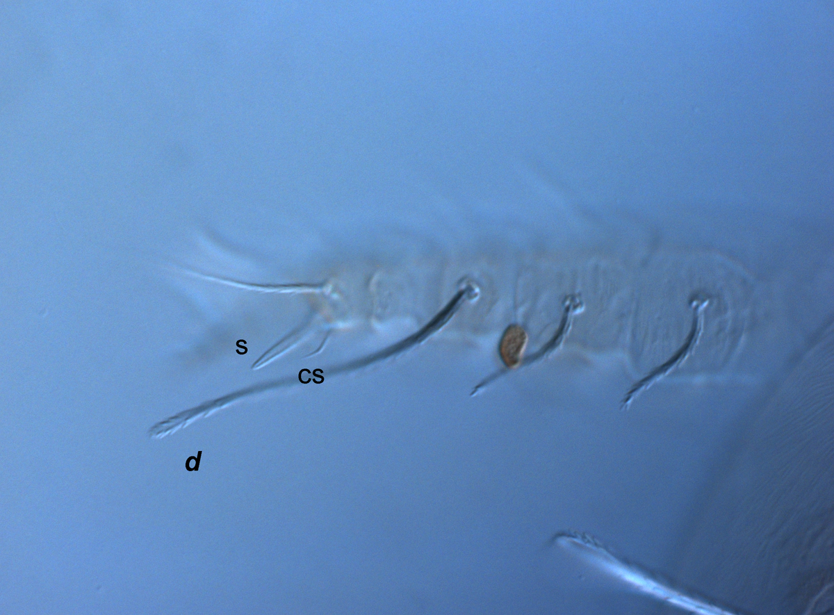  Fig. 7.  Raoiella crebra nbsp;adult female leg II ( d  = dorsal seta on tibia I, s = solenidion, cs = companion seta). 
