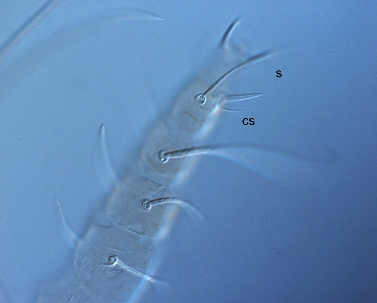  Fig. 6.  Raoiella crebra nbsp;adult female leg I (s = solenidion, cs = companion seta). 

