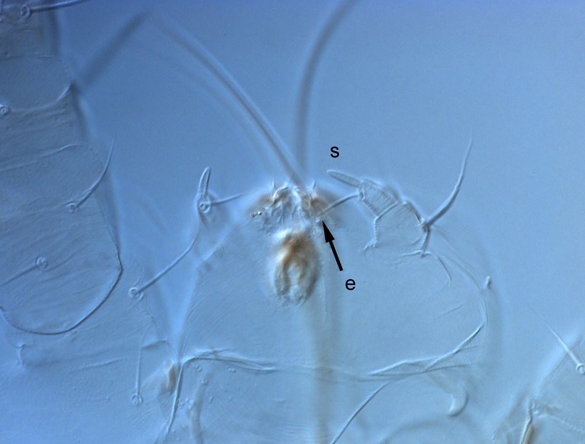  Fig. 9.  Raoiella crebra nbsp;adult female palps (s = solenidion, e = eupathidium). 
