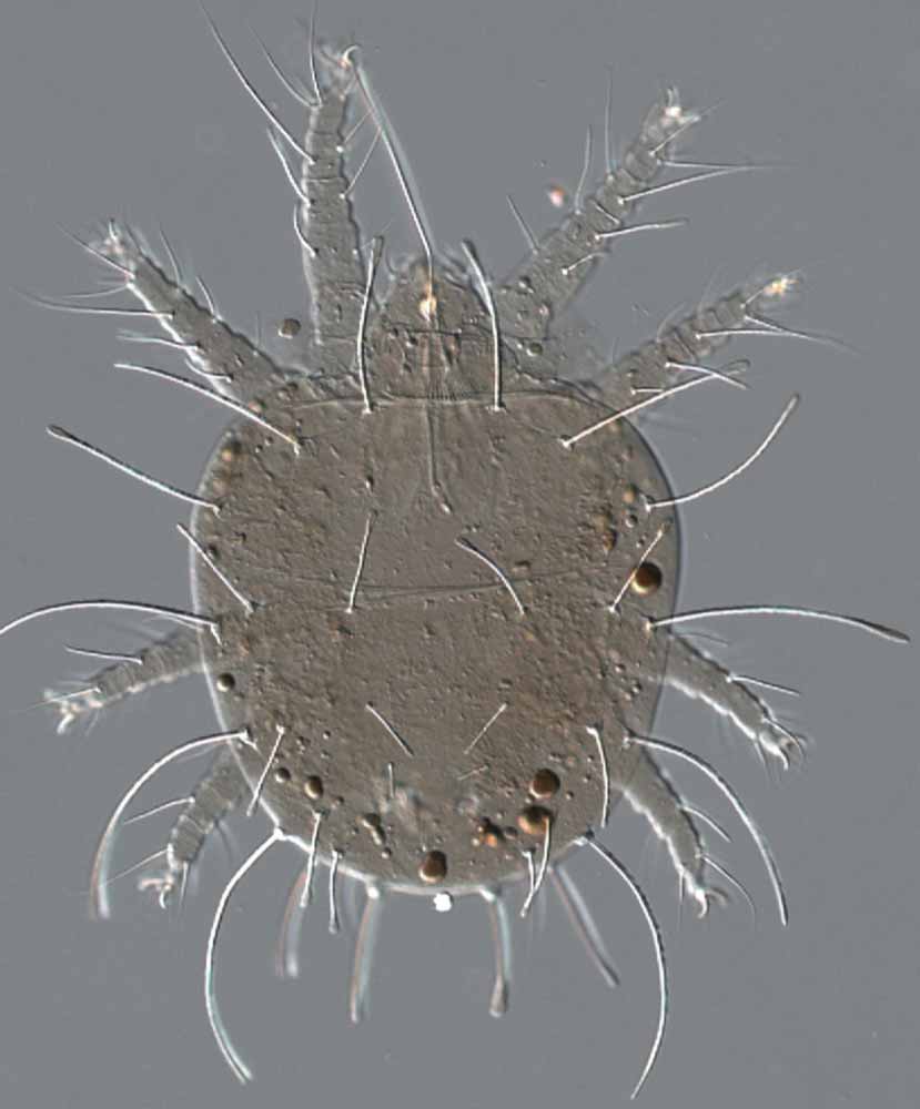            Fig. 4.   Raoiella indica  female   dorsum.   