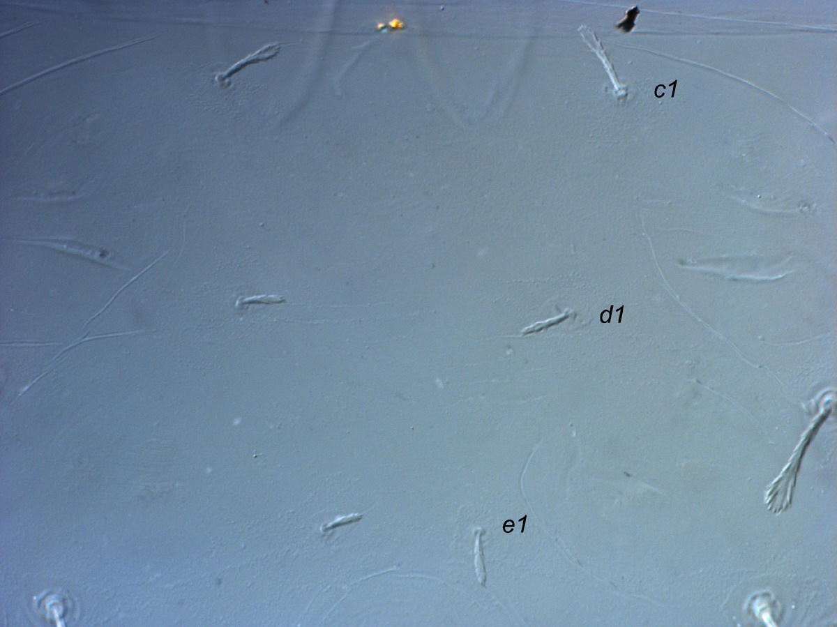  Fig. 3.  Raoiella taronga nbsp;adult female central dorsum. 
