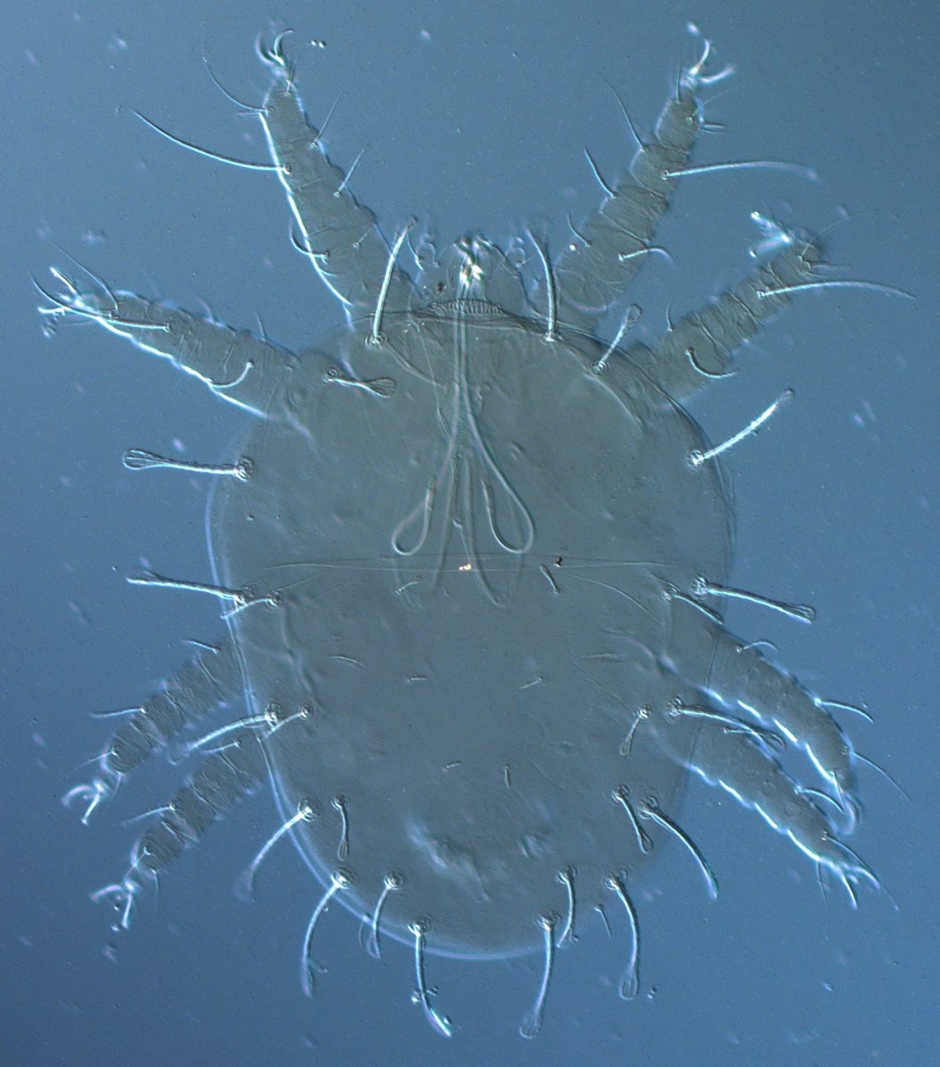  Fig. 1.  Raoiella taronga nbsp;adult female. 
