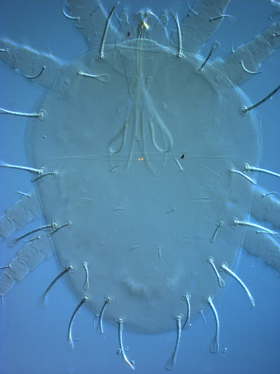  Fig. 5.  Raoiella taronga , adult female dorsum. 
