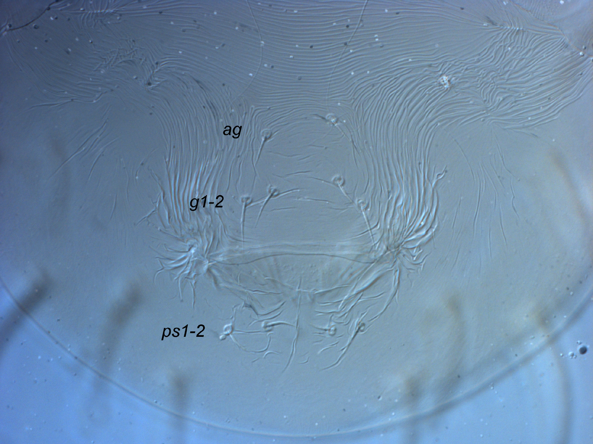  Fig. 8.  Raoiella taronga nbsp;adult female posterior venter (genital region). 
