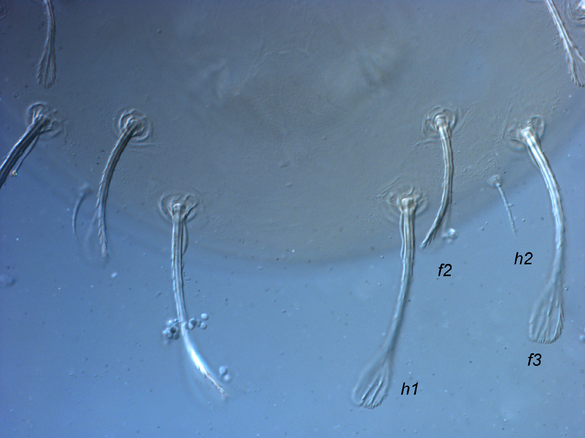  Fig. 4.  Raoiella taronga nbsp;adult female posterior dorsum. 
