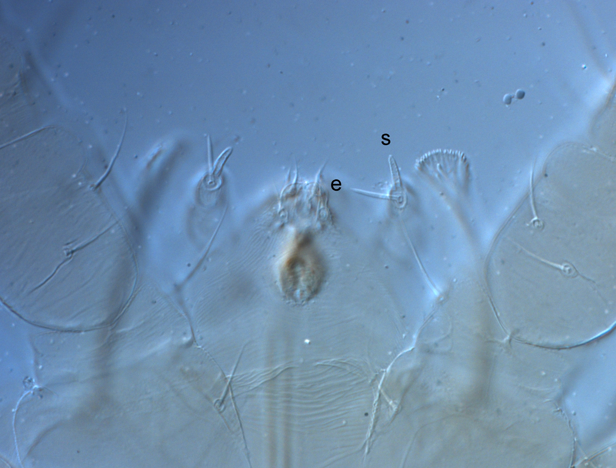  Fig. 7.  Raoiella taronga nbsp;adult female palps (s = solenidion, e = eupathidium). 
