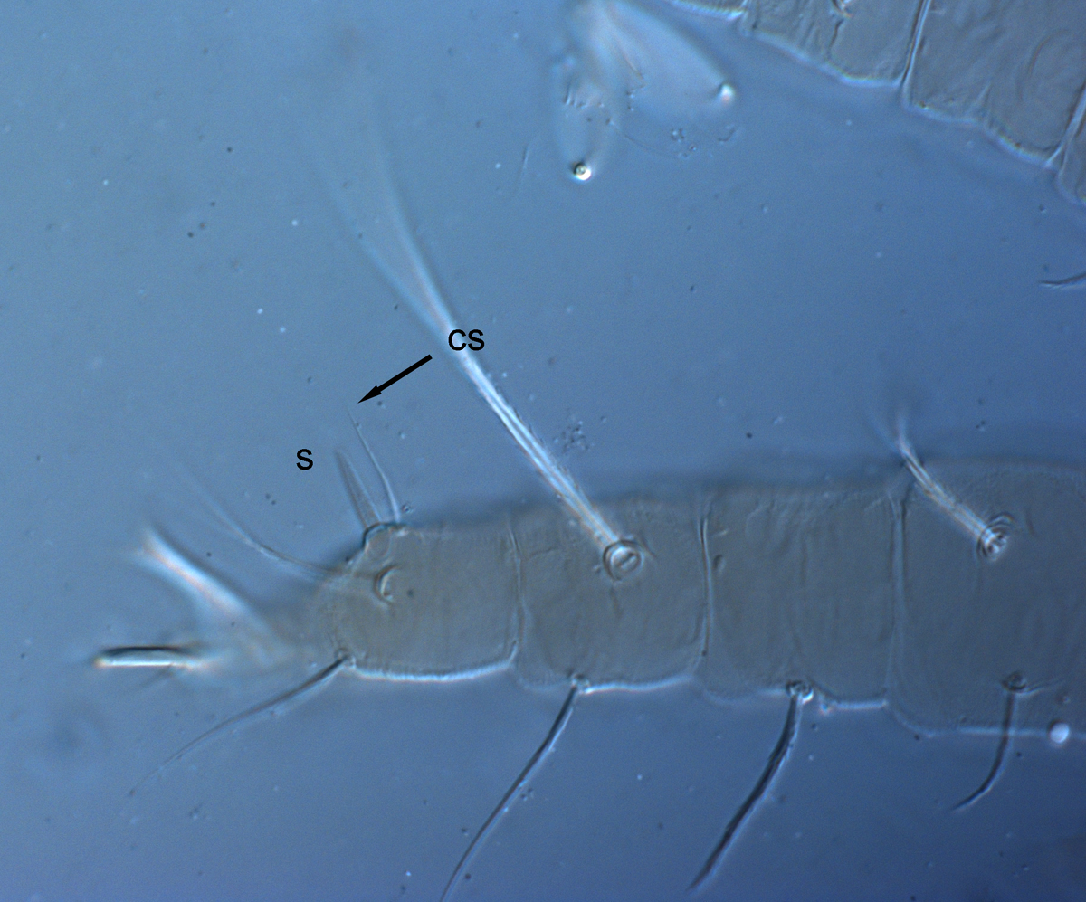  Fig. 5.  Raoiella taronga nbsp;adult female leg I (s = solenidion, cs = companion seta). 
