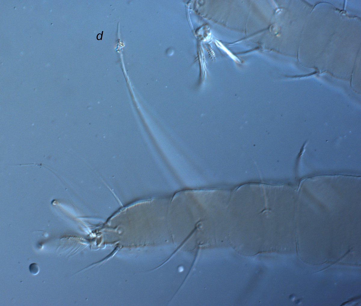  Fig. 6.  Raoiella taronga nbsp;adult female leg I indicating the dorsal seta,  d , on tibia I. 
