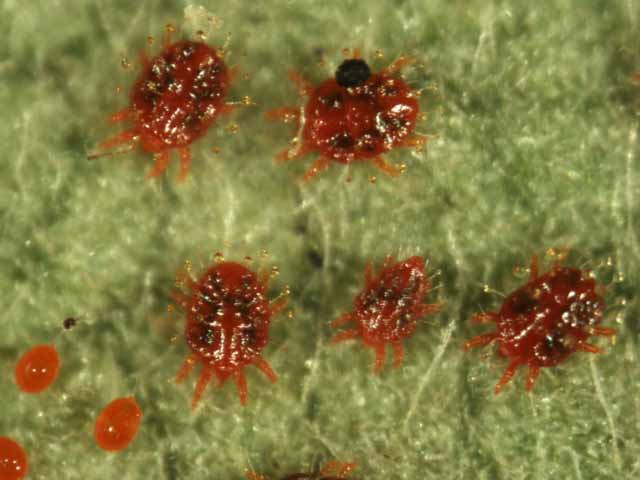  Fig. 11.  Raoiella bauchani , live females, male and eggs. 
