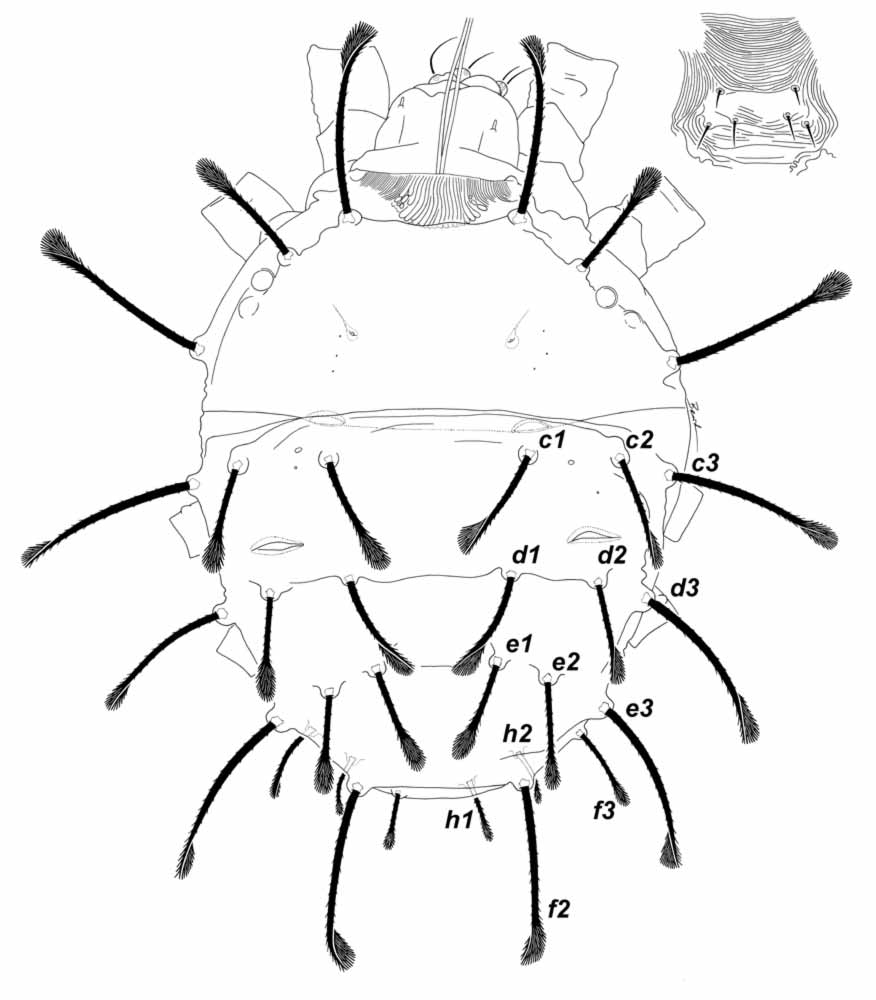            Fig. 1.   Raoiella macfarlanei  female   dorsum.   