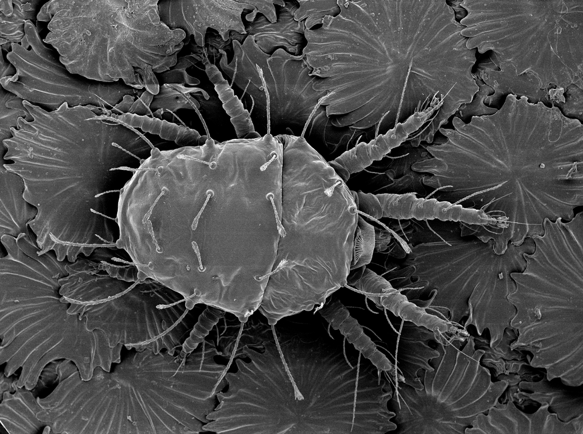            Fig. 3.   Raoiella macfarlanei  female dorsum on olive leaf   (Image: Gary R. Bauchan, USDA-ECMU).   