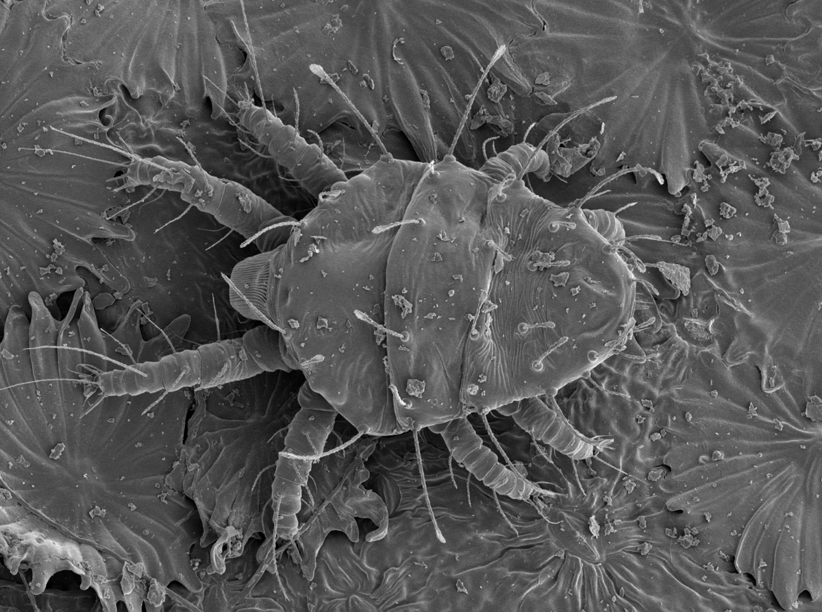            Fig. 10.   Raoiella macfarlanei  male dorsum (Image: Gary R.   Bauchan, USDA-ECMU).   