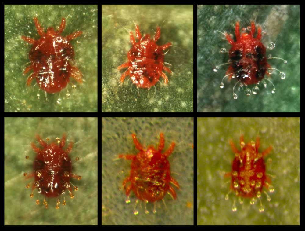            Fig. 10.   Raoiella  species - live females;   note droplets on tips of setae ( R. indica  top   right).   