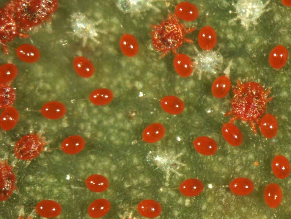 Fig. 13.  Raoiella taronga , live eggs with immatures and moulted skins. 
