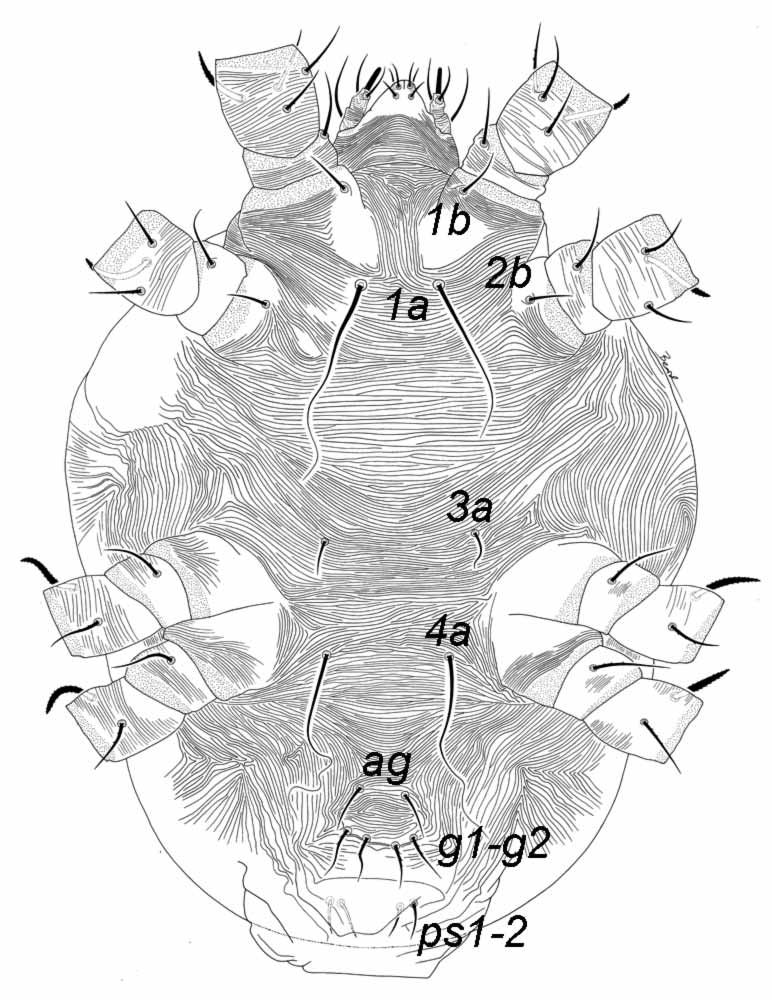  Fig. 6.  Raoiella wandoo , female posterior venter. 
